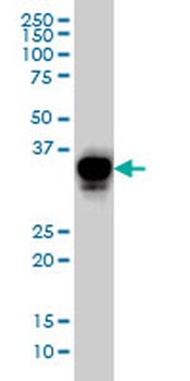 CRX monoclonal antibody (M02), clone 4G11