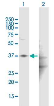 HAPLN1 purified MaxPab mouse polyclonal antibody (B01P)