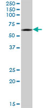 CRMP1 monoclonal antibody (M50), clone 2B6