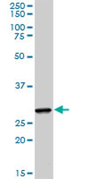 CREB1 purified MaxPab rabbit polyclonal antibody (D01P)