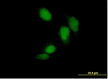 CREB1 MaxPab mouse polyclonal antibody (B01P)