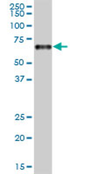 CPM purified MaxPab mouse polyclonal antibody (B01P)