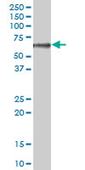 CPB2 purified MaxPab mouse polyclonal antibody (B01P)