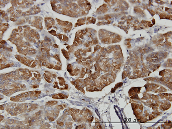 CPB1 monoclonal antibody (M01), clone 4D5