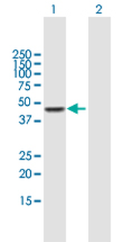 CPA3 purified MaxPab mouse polyclonal antibody (B01P)