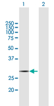 COX11 purified MaxPab mouse polyclonal antibody (B02P)