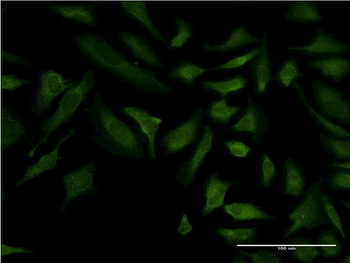 COX6C monoclonal antibody (M01), clone 4G4-2A8