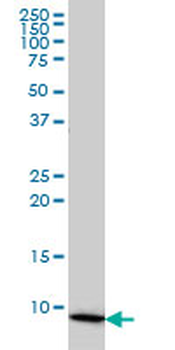 COX6B1 monoclonal antibody (M01), clone 5D3