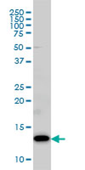 COX5B monoclonal antibody (M03), clone 1E8