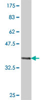 COPA polyclonal antibody (A01)