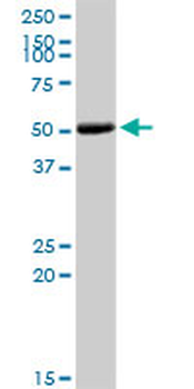 COL9A3 purified MaxPab rabbit polyclonal antibody (D01P)