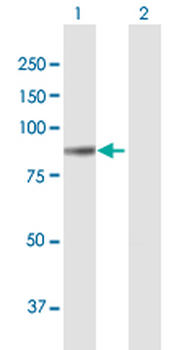 COL8A1 purified MaxPab mouse polyclonal antibody (B01P)
