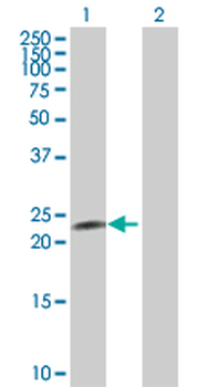CNTF purified MaxPab rabbit polyclonal antibody (D01P)