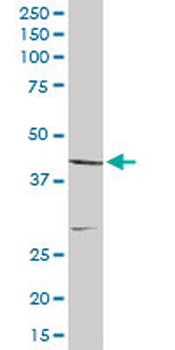 CNP purified MaxPab rabbit polyclonal antibody (D01P)