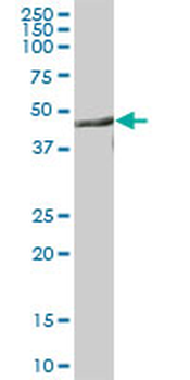 CNP purified MaxPab mouse polyclonal antibody (B01P)