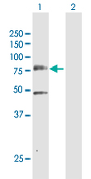 PLK3 purified MaxPab rabbit polyclonal antibody (D01P)