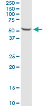 CCR5 purified MaxPab mouse polyclonal antibody (B02P)