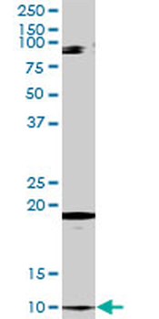 CLPS purified MaxPab rabbit polyclonal antibody (D01P)