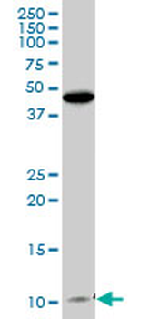 CLPS purified MaxPab mouse polyclonal antibody (B01P)