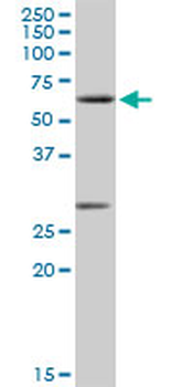 CLK2 purified MaxPab rabbit polyclonal antibody (D01P)