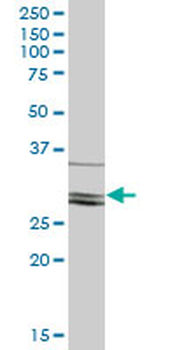 CLIC2 purified MaxPab mouse polyclonal antibody (B02P)