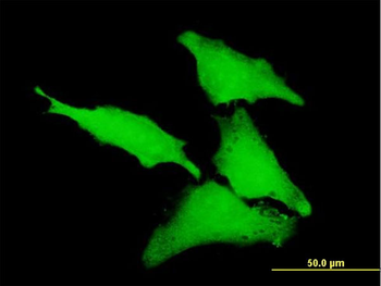 CLIC1 purified MaxPab mouse polyclonal antibody (B01P)
