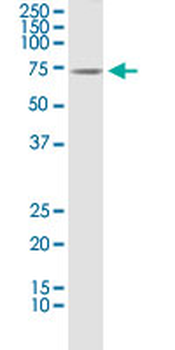 CLU monoclonal antibody (M01), clone 1A11