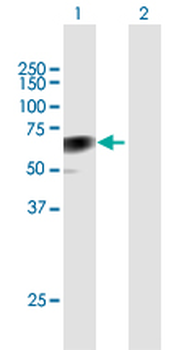 CLU purified MaxPab mouse polyclonal antibody (B01P)