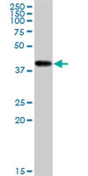 CKMT1B monoclonal antibody (M16), clone 2C9