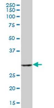 TBCB purified MaxPab mouse polyclonal antibody (B02P)