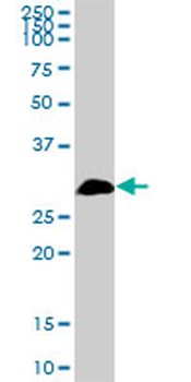 TBCB purified MaxPab mouse polyclonal antibody (B01P)