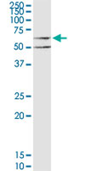 CHRM3 purified MaxPab mouse polyclonal antibody (B01P)