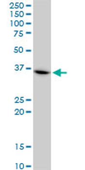 CHN1 monoclonal antibody (M03), clone 3A3