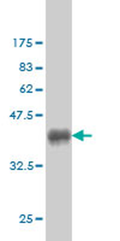 CHN1 monoclonal antibody (M01), clone 3F8