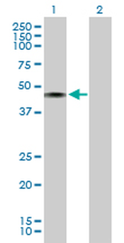 CHN1 purified MaxPab mouse polyclonal antibody (B01P)