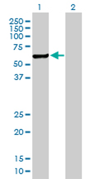 CHKA purified MaxPab mouse polyclonal antibody (B01P)