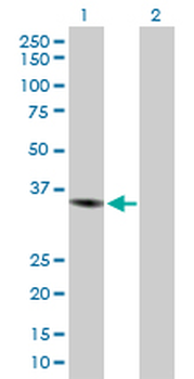 CHI3L1 purified MaxPab rabbit polyclonal antibody (D01P)