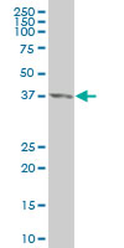 CDX4 monoclonal antibody (M12), clone 1E9