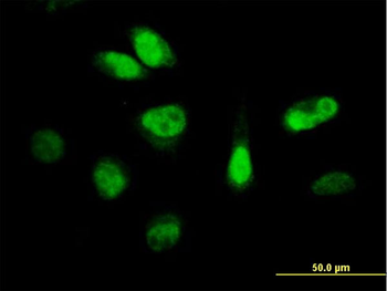 CDKN3 purified MaxPab mouse polyclonal antibody (B02P)