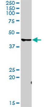 CDK7 purified MaxPab rabbit polyclonal antibody (D01P)