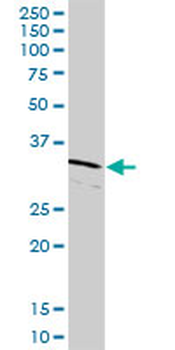 CDK2 purified MaxPab rabbit polyclonal antibody (D01P)