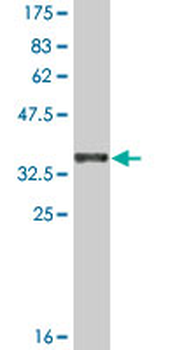 CDH12 monoclonal antibody (M01A), clone 1B4