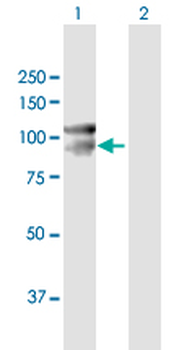 CDH12 purified MaxPab mouse polyclonal antibody (B01P)