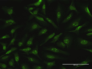 CDC6 purified MaxPab rabbit polyclonal antibody (D01P)