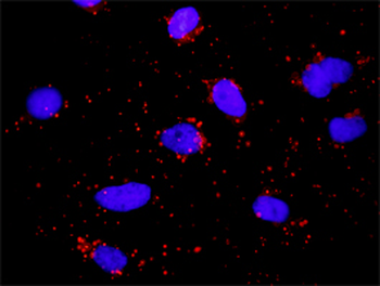 CD74 purified MaxPab rabbit polyclonal antibody (D01P)