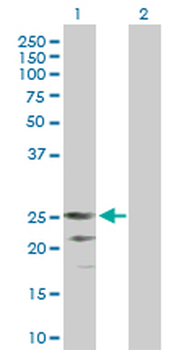 CD70 purified MaxPab mouse polyclonal antibody (B01P)