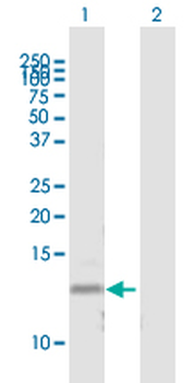 CD59 purified MaxPab mouse polyclonal antibody (B05P)