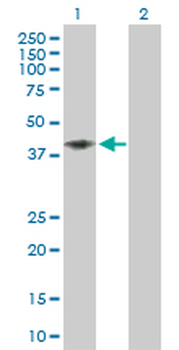 CD58 purified MaxPab rabbit polyclonal antibody (D01P)