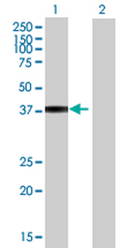 CD58 MaxPab mouse polyclonal antibody (B01P)
