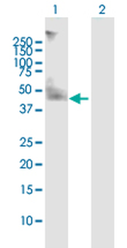 CD47 purified MaxPab mouse polyclonal antibody (B02P)